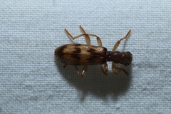 Cymatodera undulata