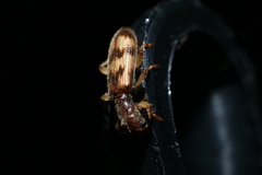 Cymatodera undulata