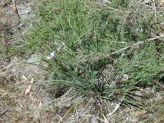 Patersonia occidentalis occidentalis