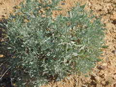 Parthenium argentatum