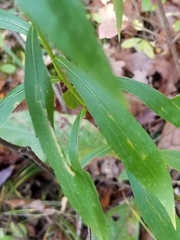 Solidago canadensis hargeri