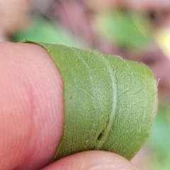 Solidago canadensis hargeri
