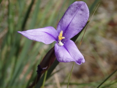 Patersonia occidentalis occidentalis