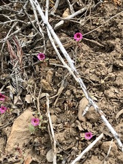 Diplacus constrictus