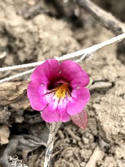 Diplacus constrictus