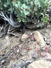 Diplacus constrictus