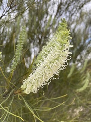 Grevillea pterosperma