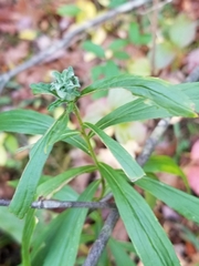 Asphondylia solidaginis