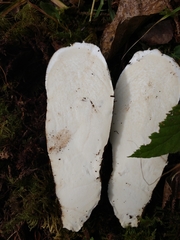 Catathelasma