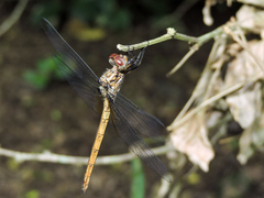 Macrothemis inacuta