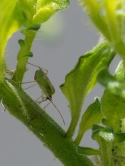 Engytatus modestus