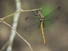 Macrothemis inacuta