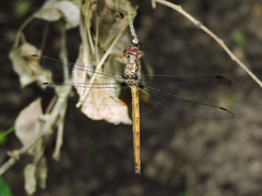 Macrothemis inacuta