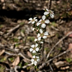 Leptospermum arachnoides