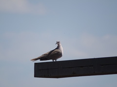 Streptopelia decaocto