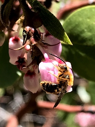 iNaturalist observation photo of Andrena