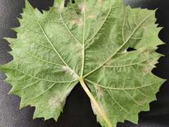 Plasmopara viticola