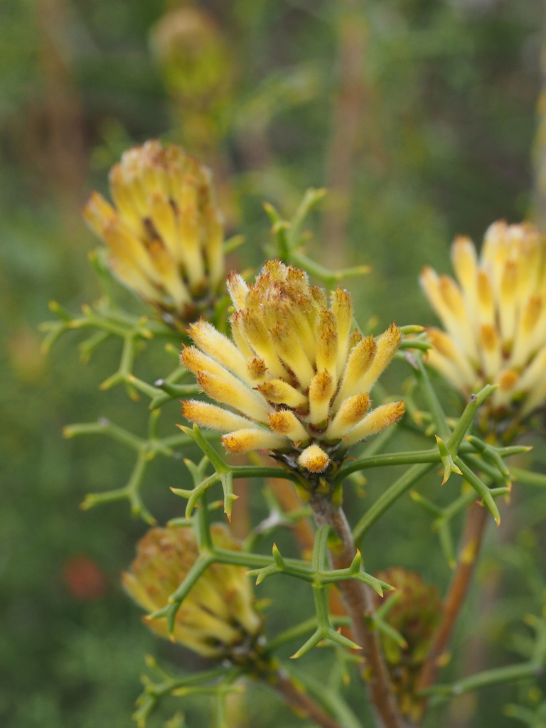 Petrophile rigida