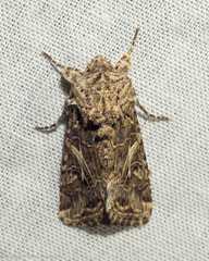 Spodoptera praefica