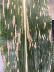 Exserohilum turcicum