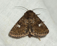 Properigea albimacula