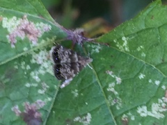 Brenthia pileae