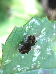 Brenthia pileae