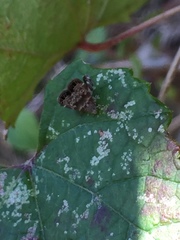 Brenthia pileae