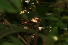 Nyctidromus albicollis