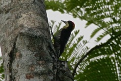 Melanerpes pulcher