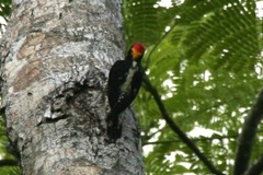 Melanerpes pulcher