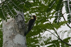 Melanerpes pulcher
