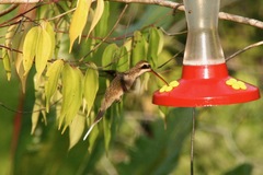 Phaethornis anthophilus
