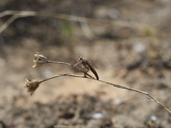 Daspletis setithoracicus