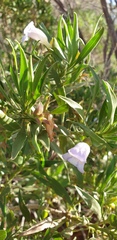 Eremophila freelingii