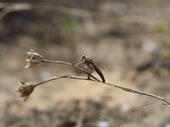 Daspletis setithoracicus