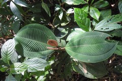 Miconia paleacea