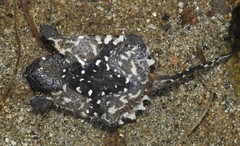 Chelydra rossignonii