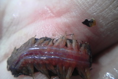 Paralepidonotus ampulliferus