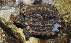 Chelydra rossignonii