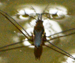 Aquarius conformis