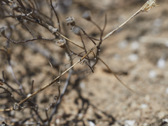 Leptogaster aganniphe