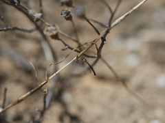 Leptogaster aganniphe