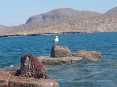 Larus livens