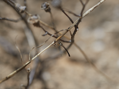 Leptogaster aganniphe