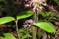 Miconia trichocalyx