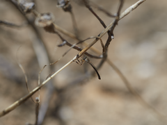 Leptogaster aganniphe