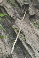 Psathyrella amarescens