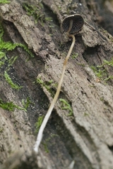 Psathyrella amarescens