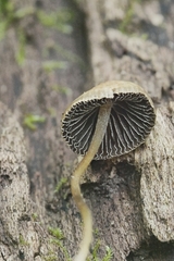 Psathyrella amarescens